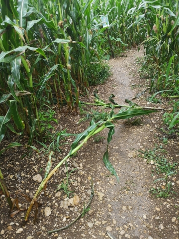 2019 08 07 11.20.41 Kopie