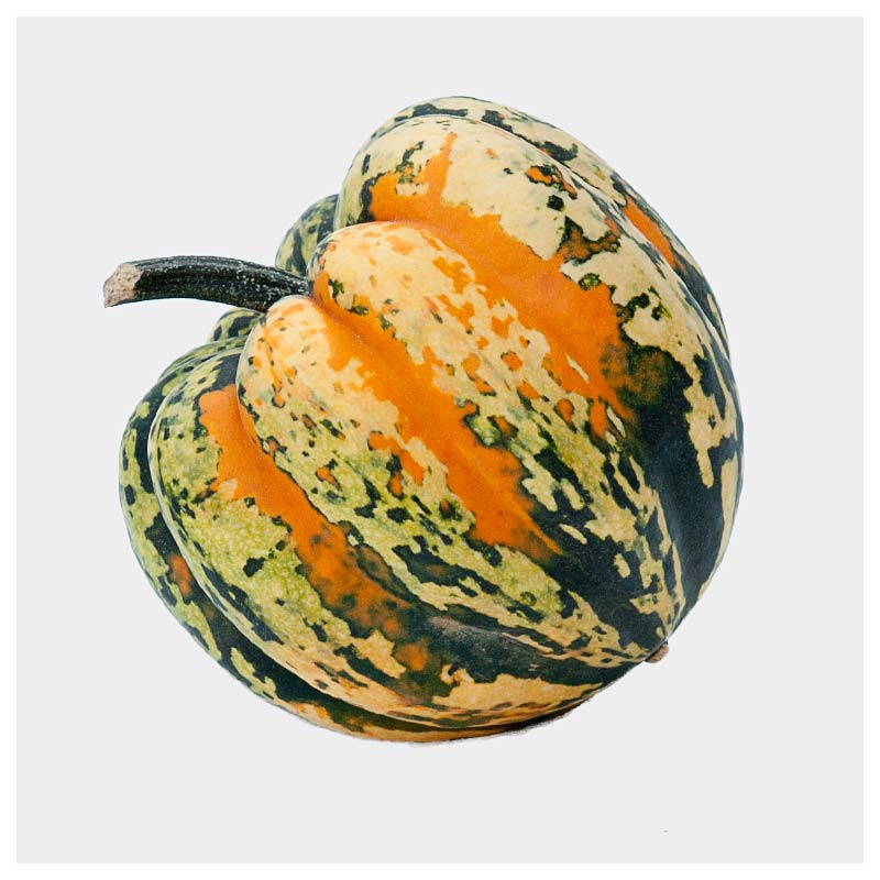 Carnival 800x800 web