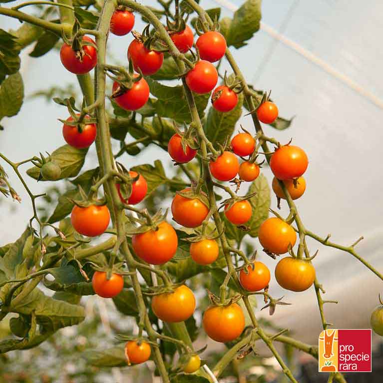 Bolivianische Obsttomate
