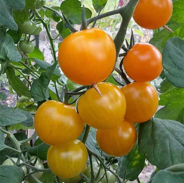 Goldita