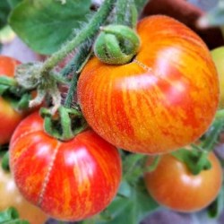 Fuzzy-Wuzzy_web_600x600