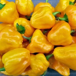 Wild Purple Guatemala