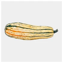 Delicata 800x800 web